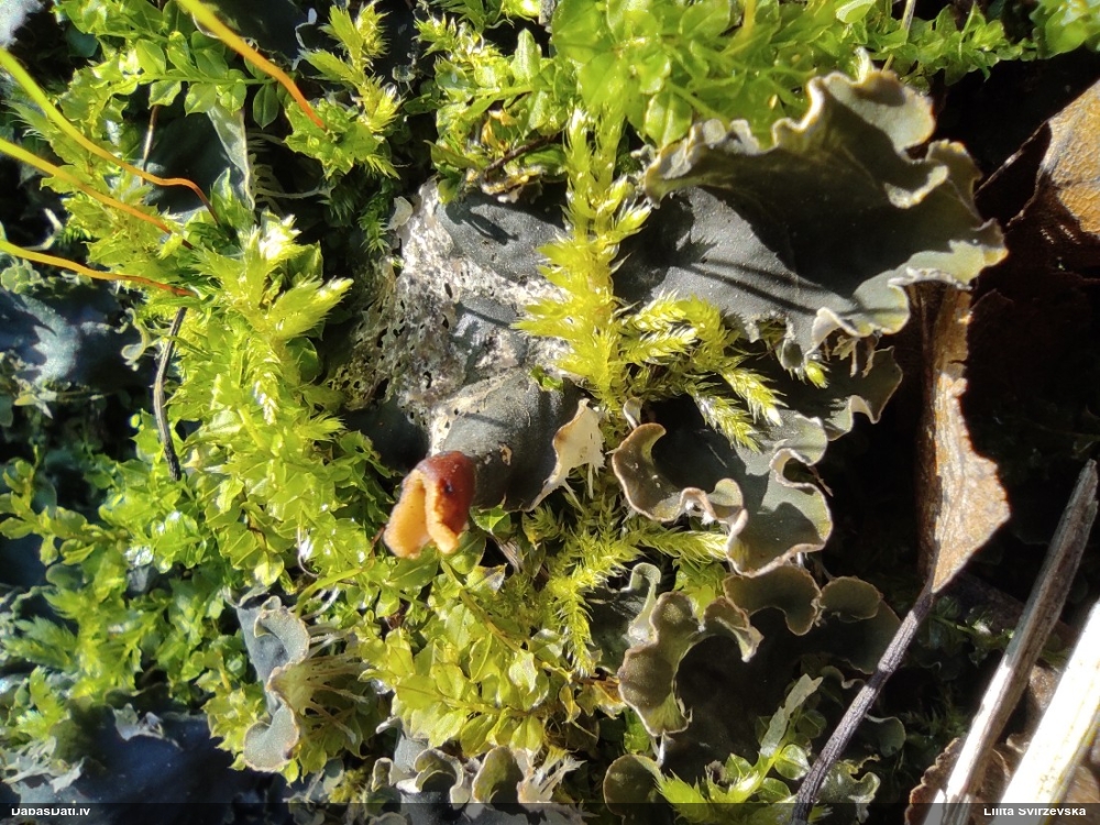 Peltīgera (nenoteikta)