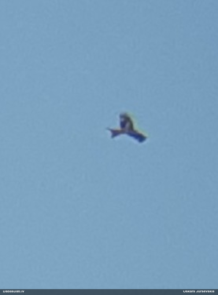 красный коршун