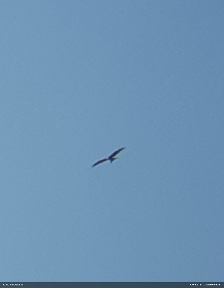 красный коршун