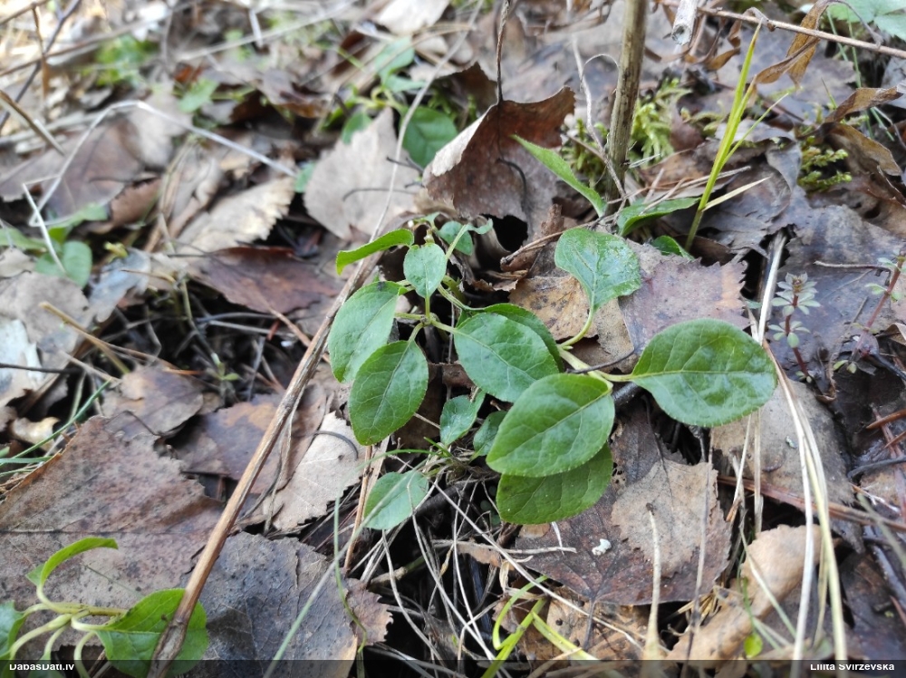 ортилия однобокая