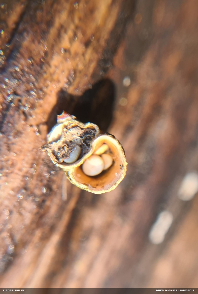 круцибулум гладкий