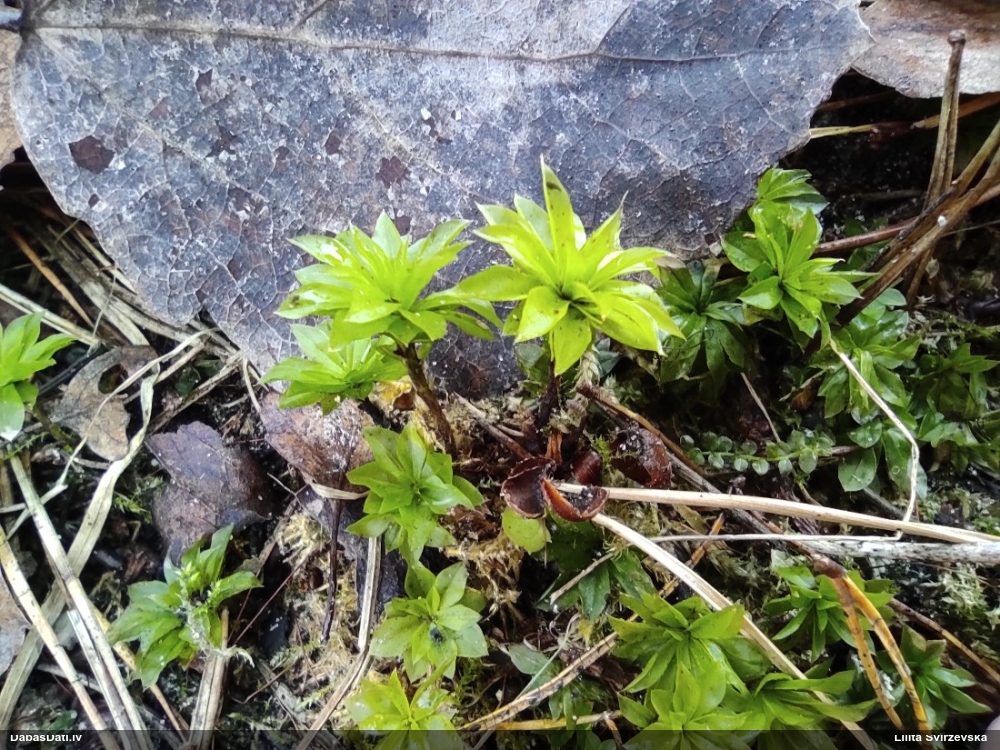 Parastā rožgalvīte