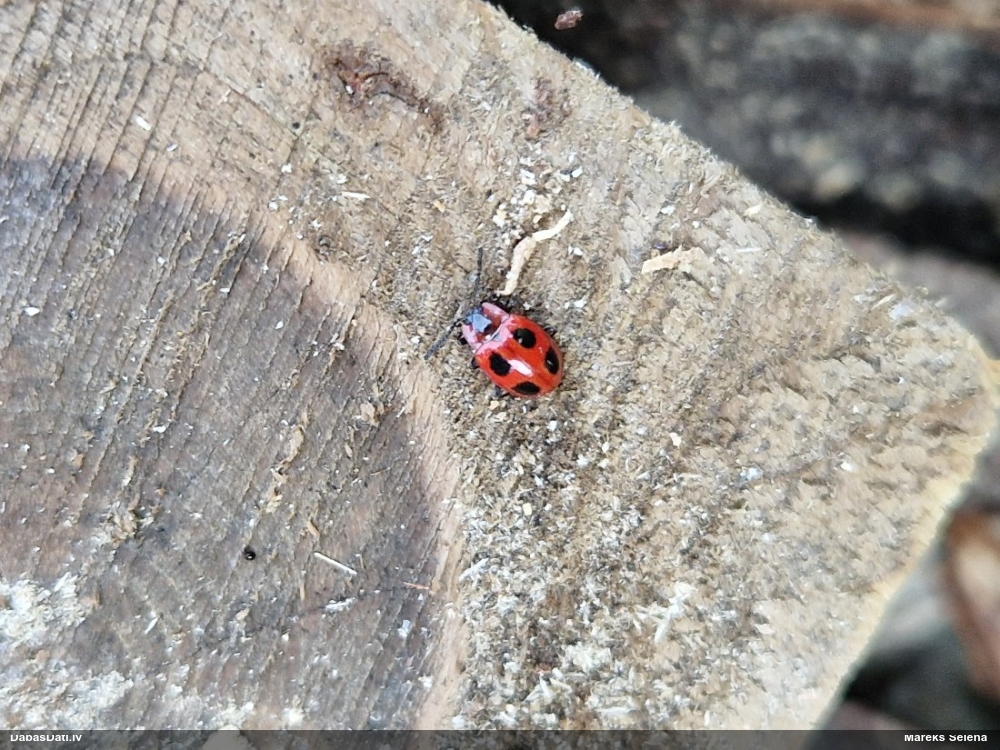 Piepjmīlis Endomychus coccineus