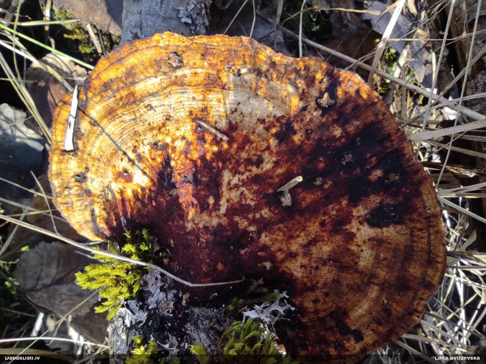 Parastā labirintpiepe