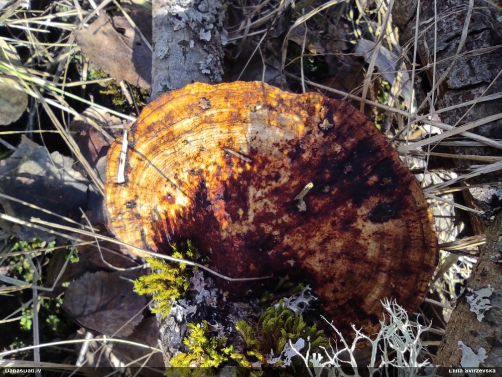 Parastā labirintpiepe