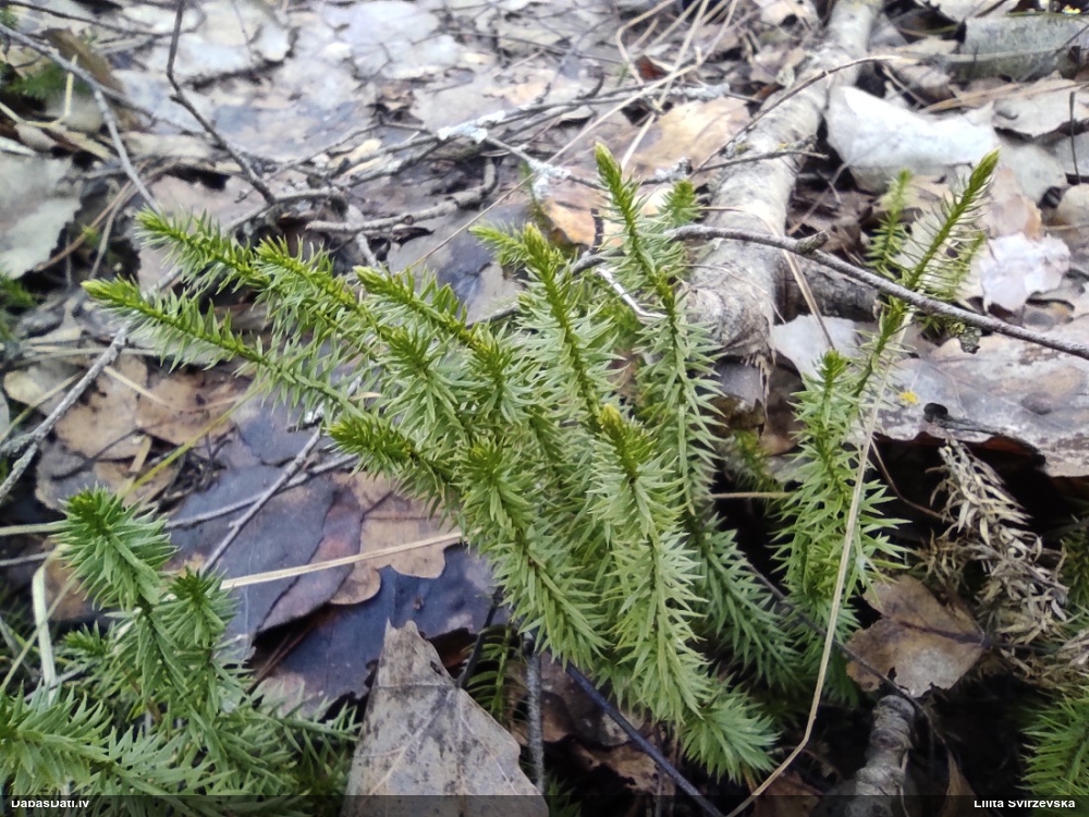 плаун годичный