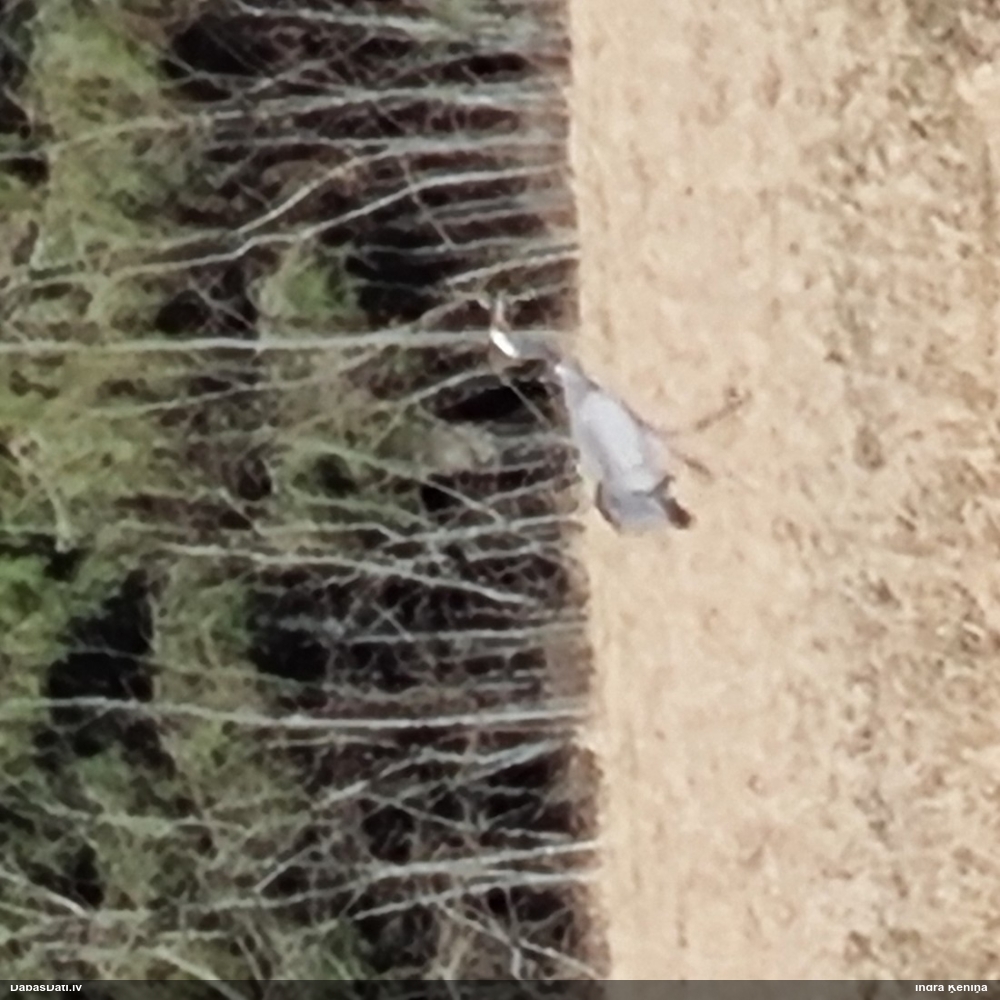 серый журавль