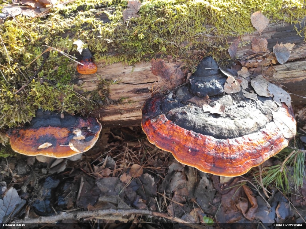 Окаймленный трутовик