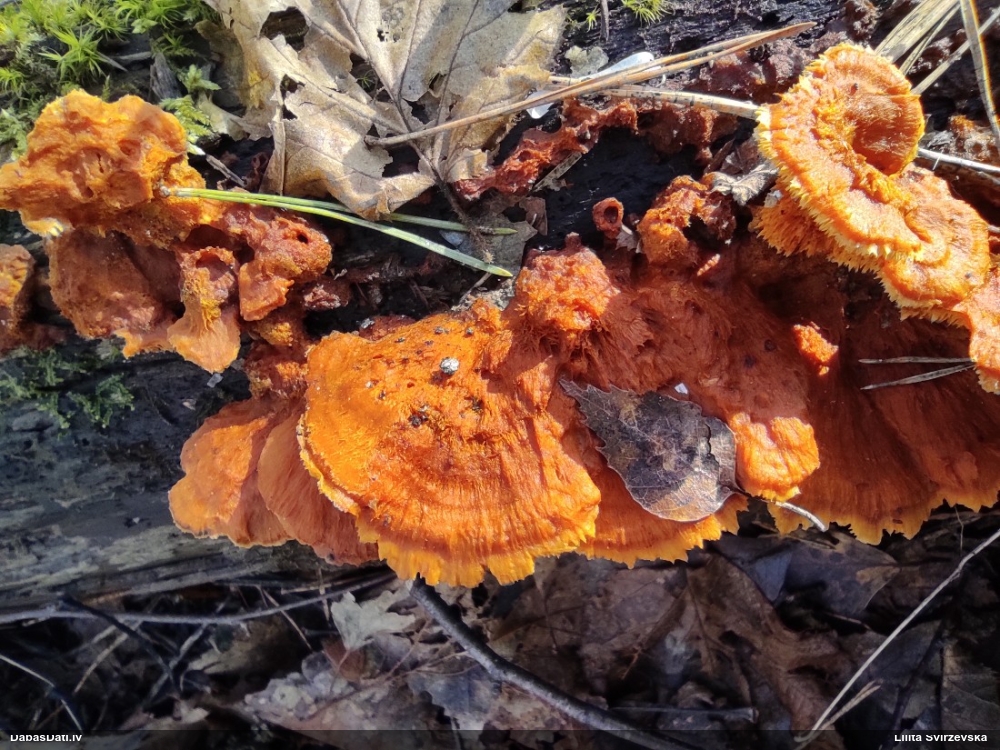 Liesmainā egļpiepe