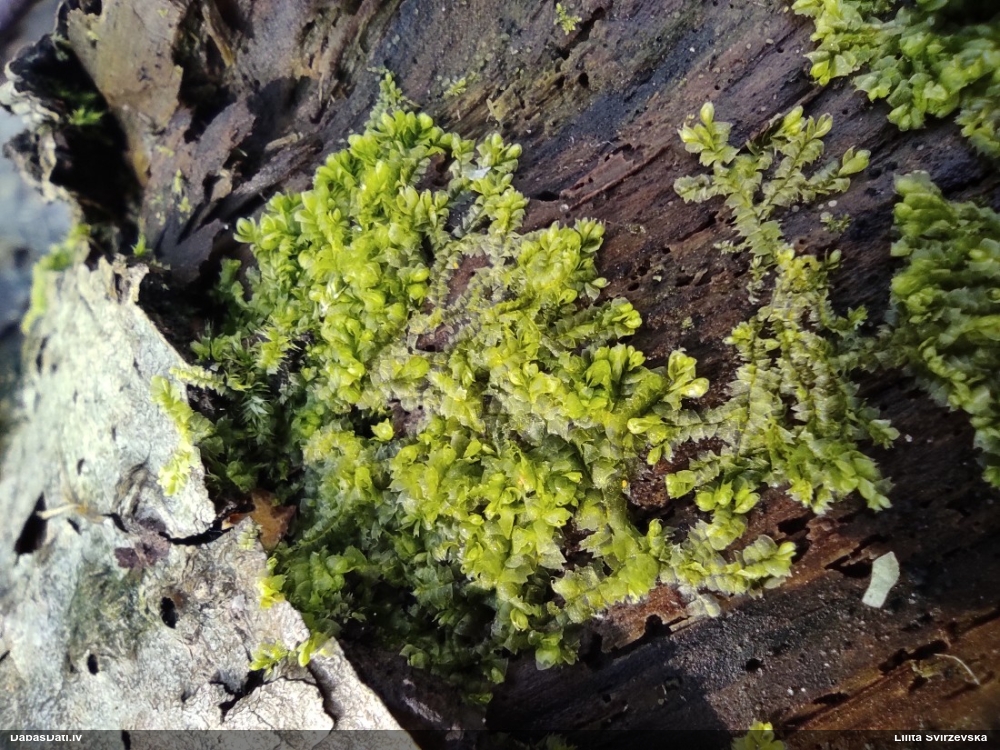 Dažādlapu sekstīte