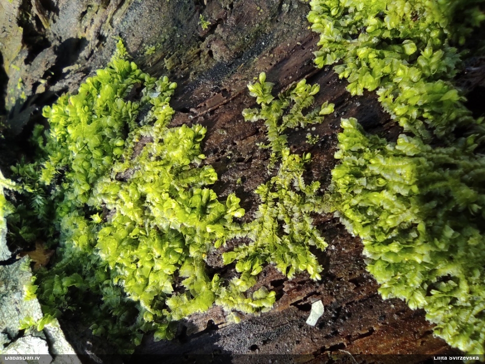 Dažādlapu sekstīte