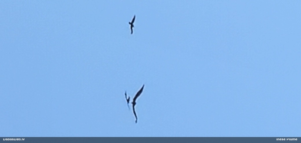 Ērglis (nenoteikts)