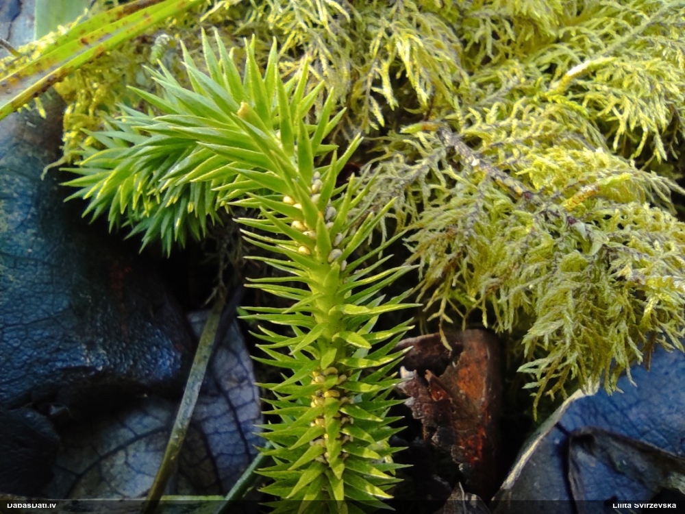 баранец обыкновенный