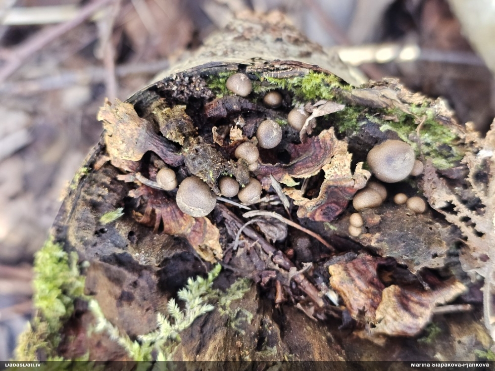 Koksnes vilkpienaine