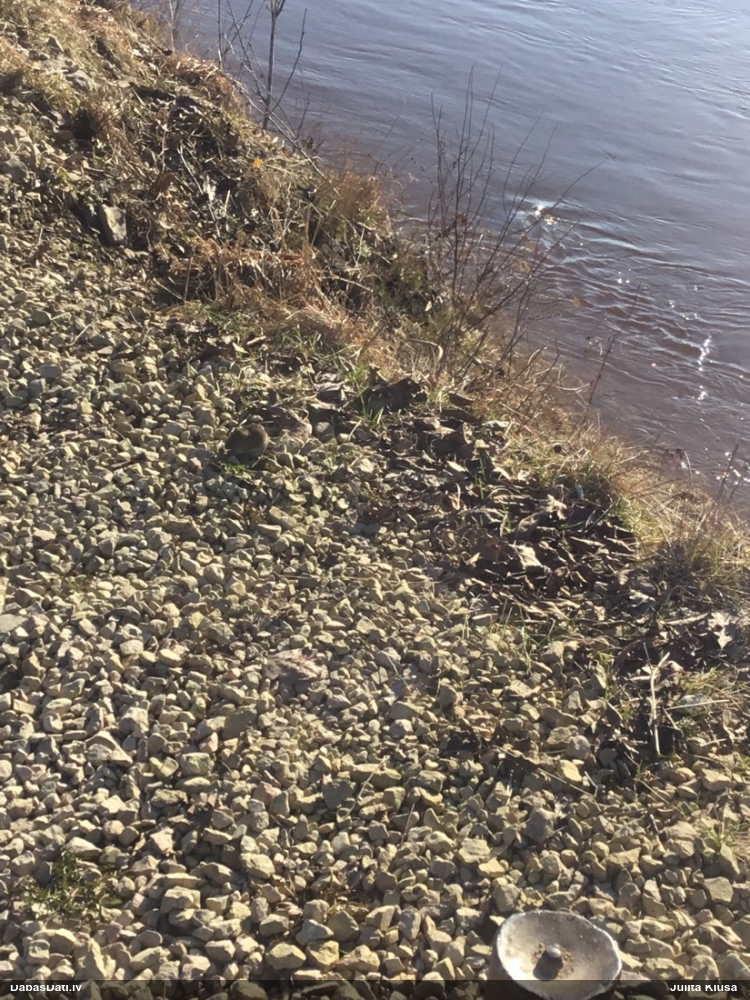 Zīdītājs (nenoteikts)