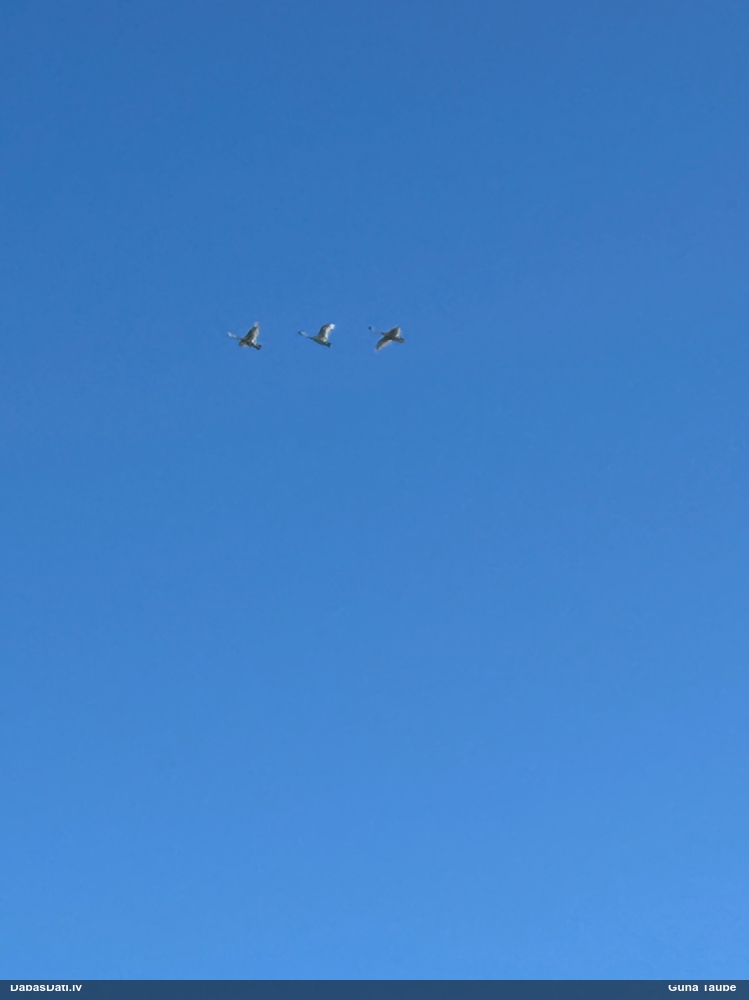 лебедь-шипун