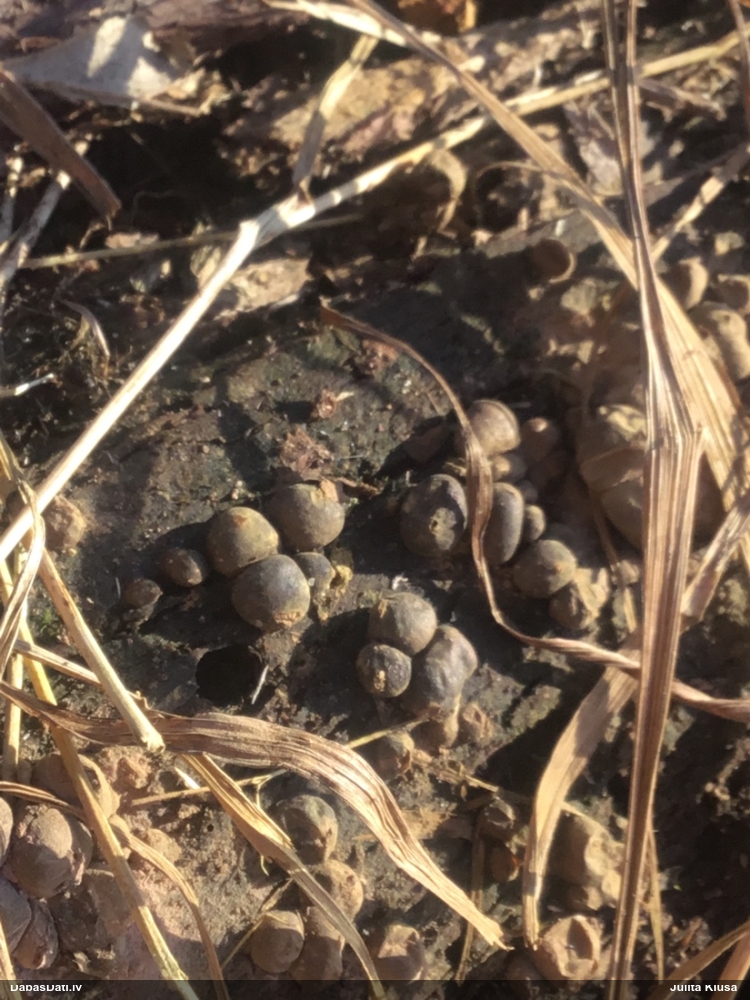 Koksnes vilkpienaine