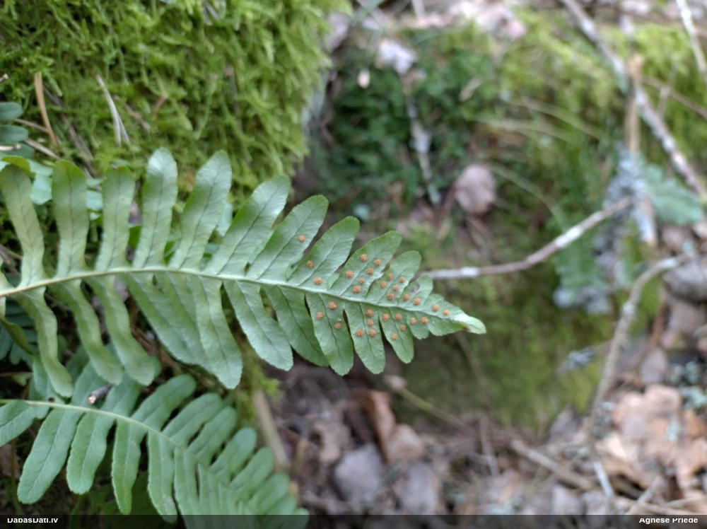 многоножка обыкновенная