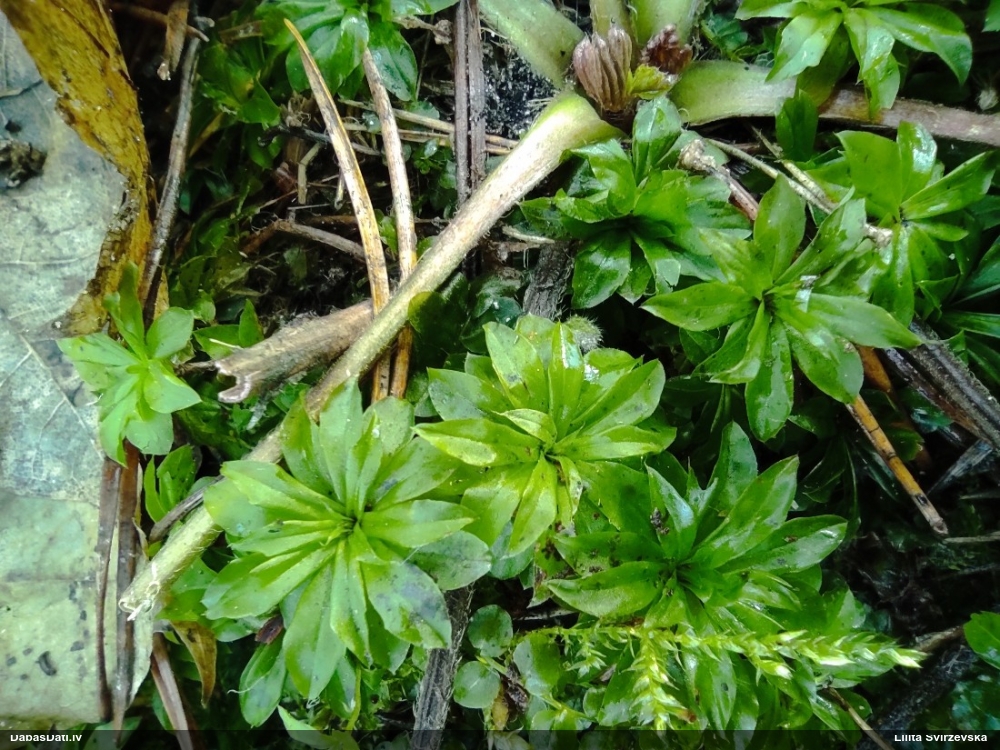 Parastā rožgalvīte