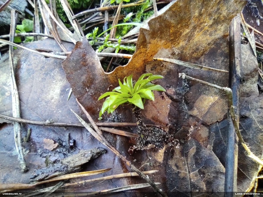 Parastā rožgalvīte