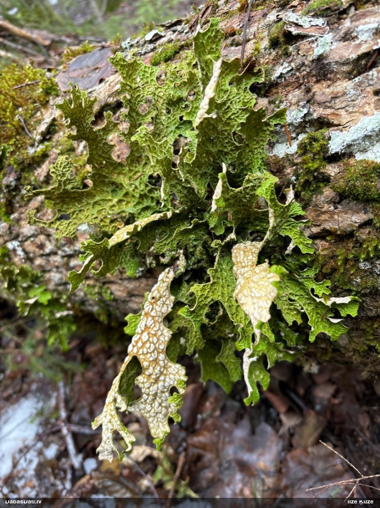 Parastais plaušķērpis