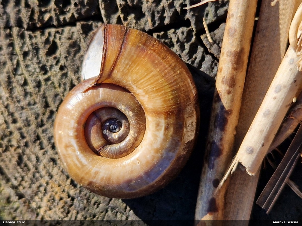 катушка роговидная