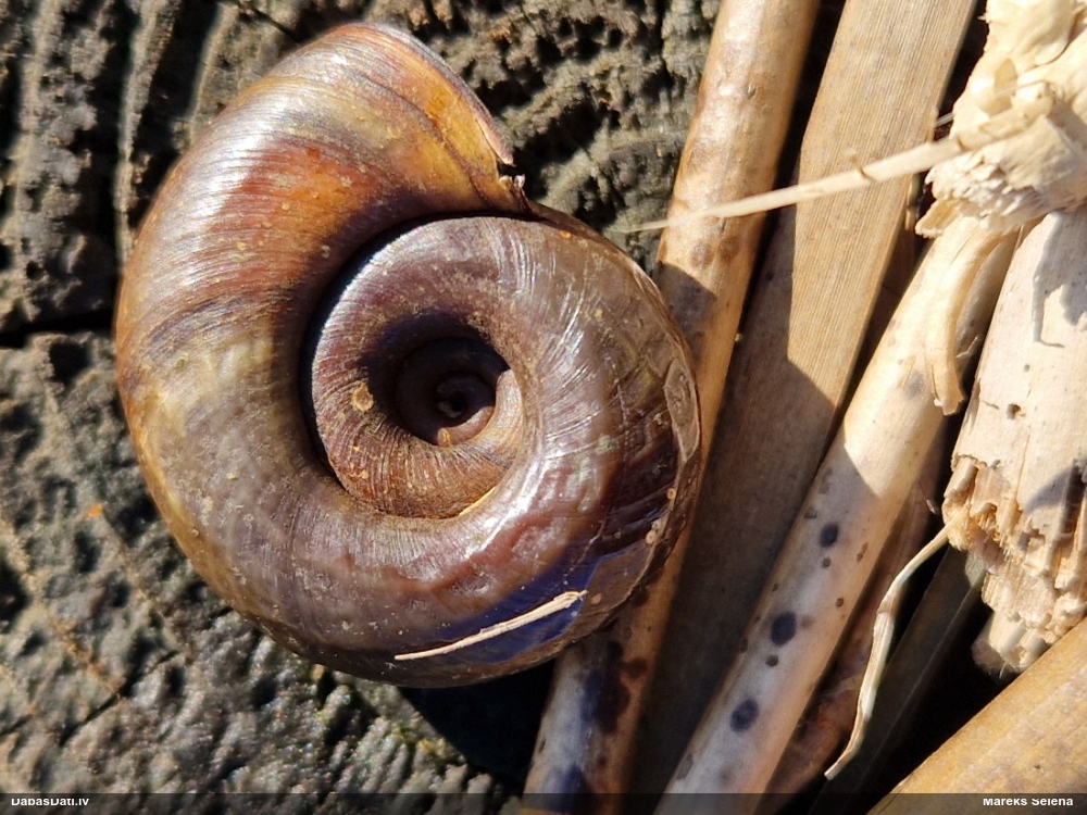 катушка роговидная