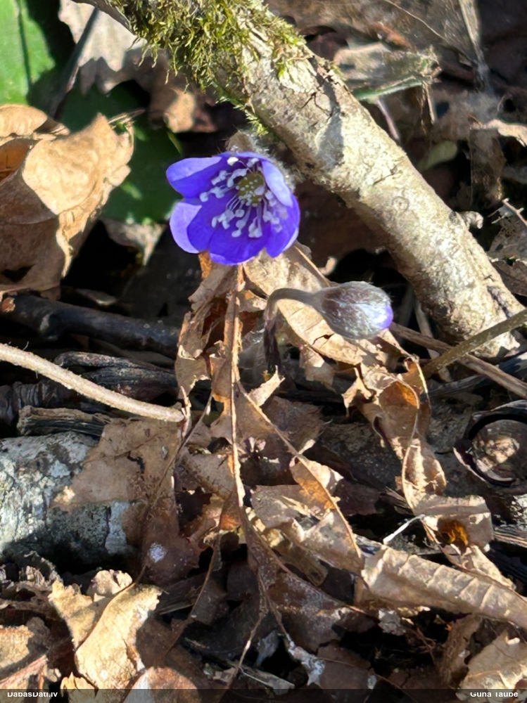 печеночница обыкновенная