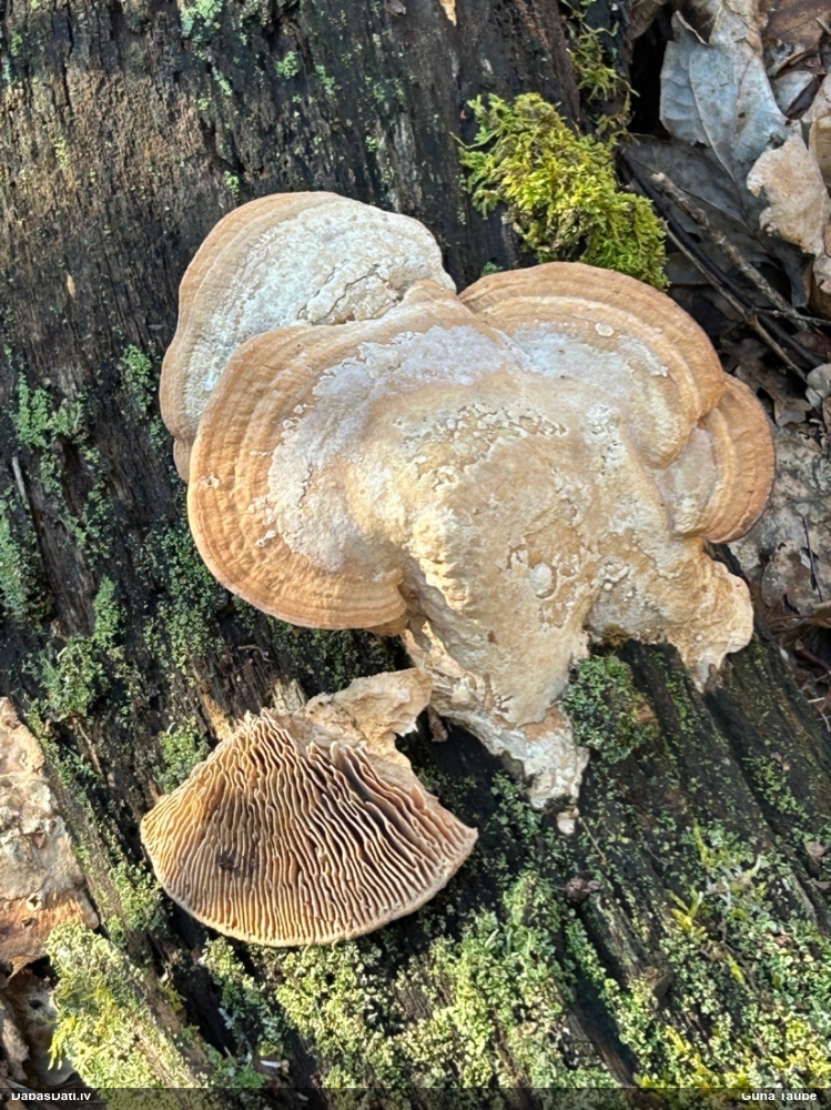 Дубовая губка