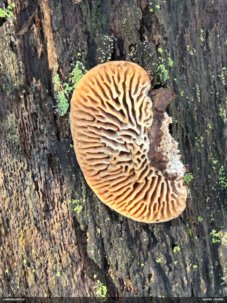 Дубовая губка