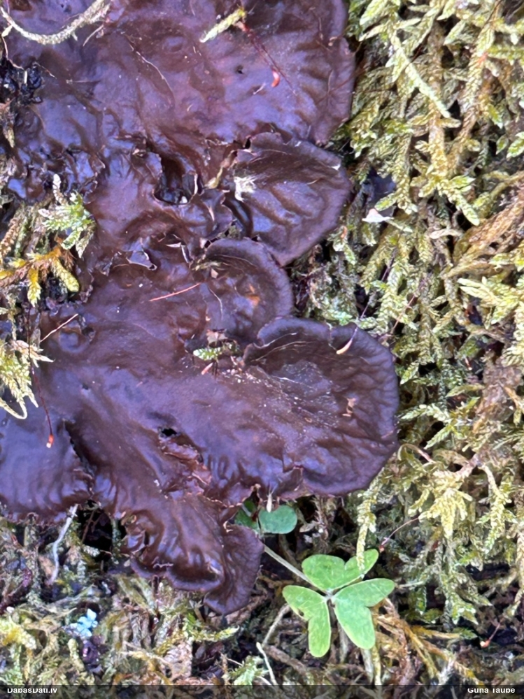 Peltīgera (nenoteikta)