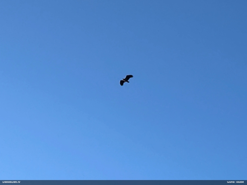 орлан-белохвост