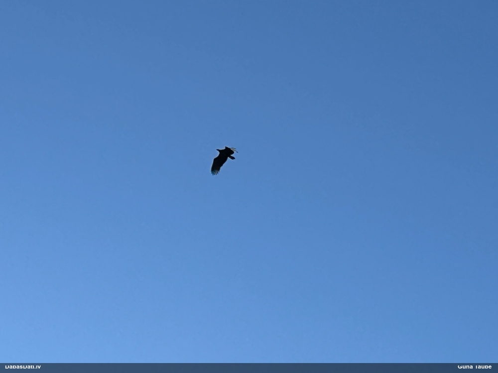 орлан-белохвост