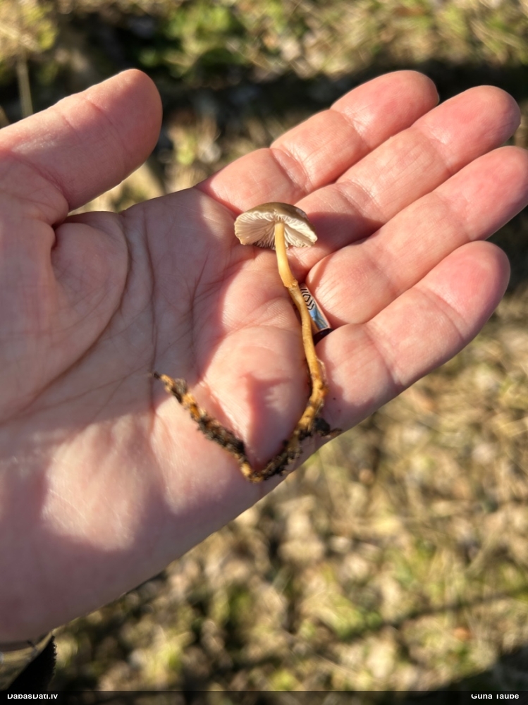 Priežu čiekursēne