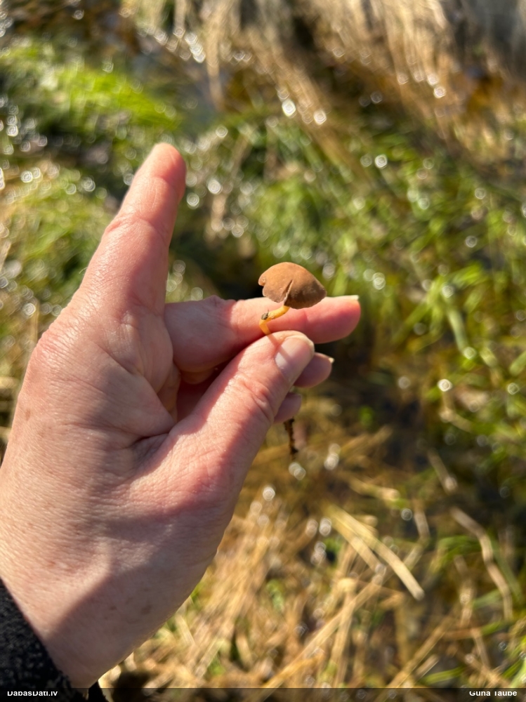 Priežu čiekursēne