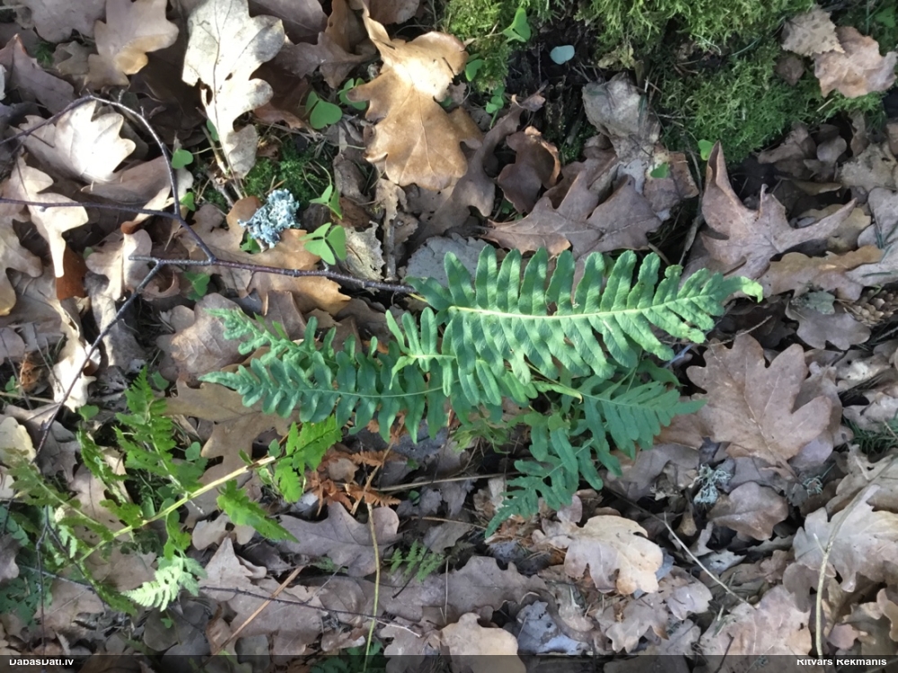 многоножка обыкновенная