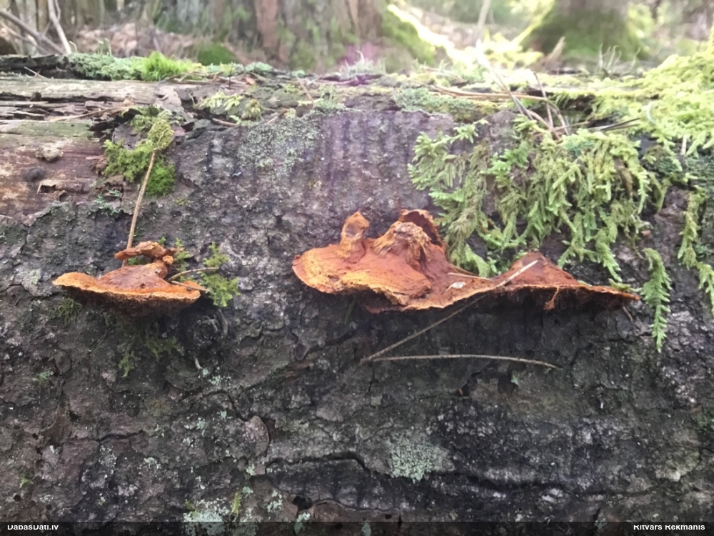 Liesmainā egļpiepe