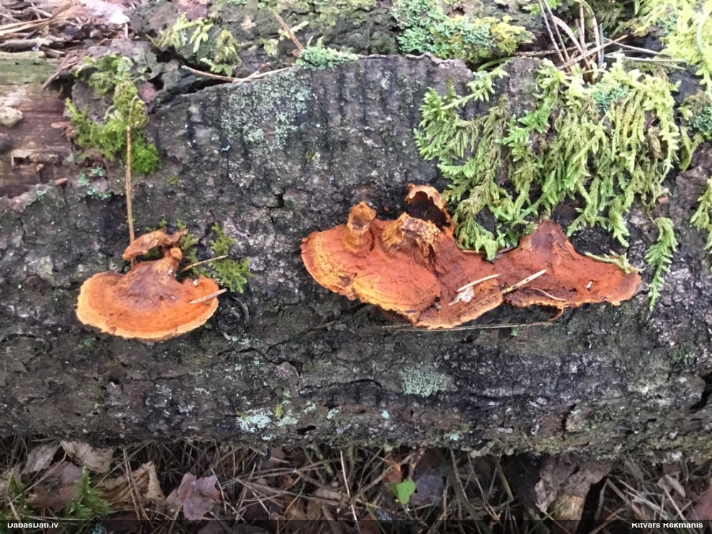 Liesmainā egļpiepe