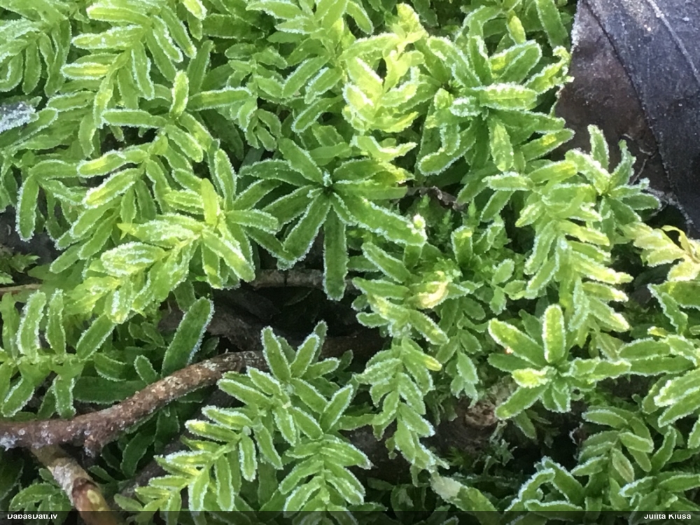 Viļņainā skrajlape