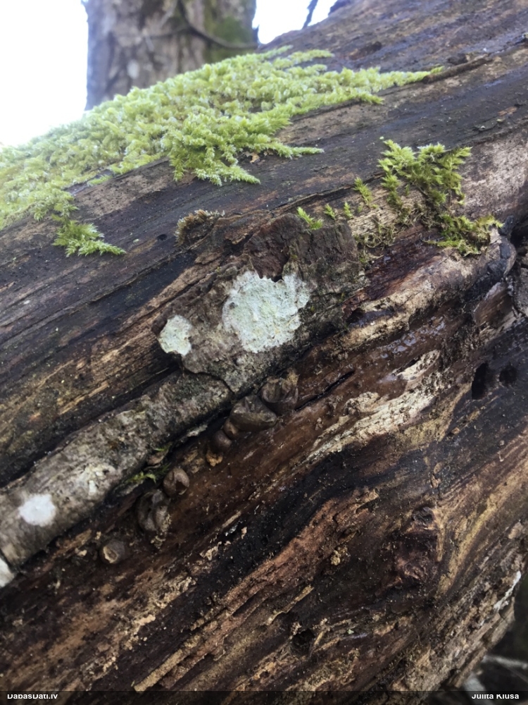 Koksnes vilkpienaine