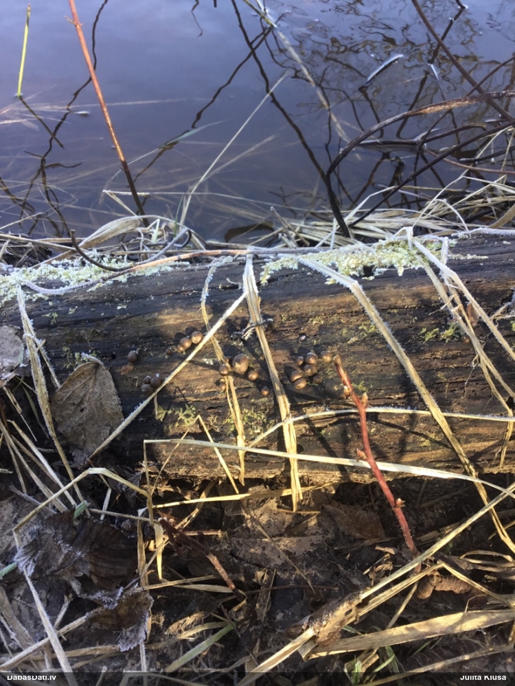 Koksnes vilkpienaine