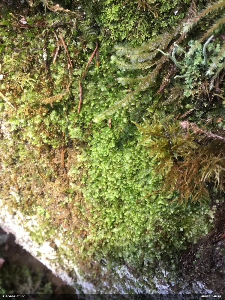 Īssmailes lāpstīte