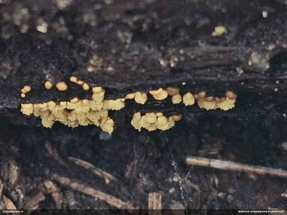 Trihija, hemitrihija (nenoteikta)