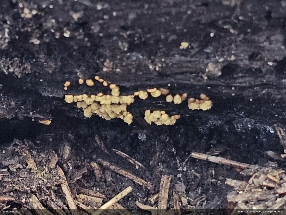 Trihija, hemitrihija (nenoteikta)