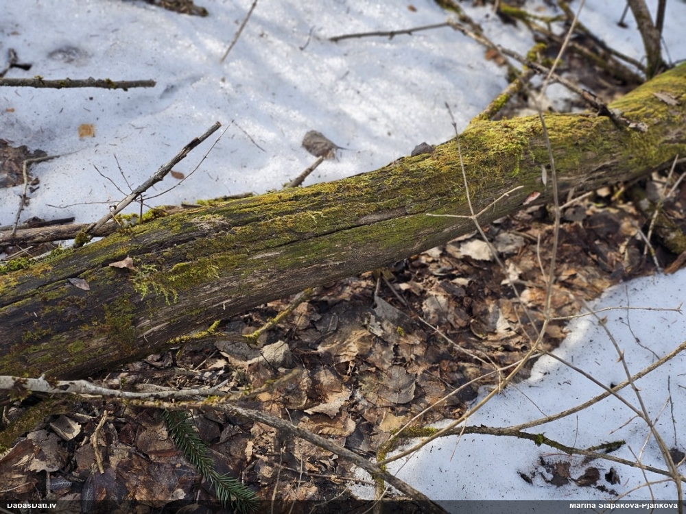 Trihija, hemitrihija (nenoteikta)