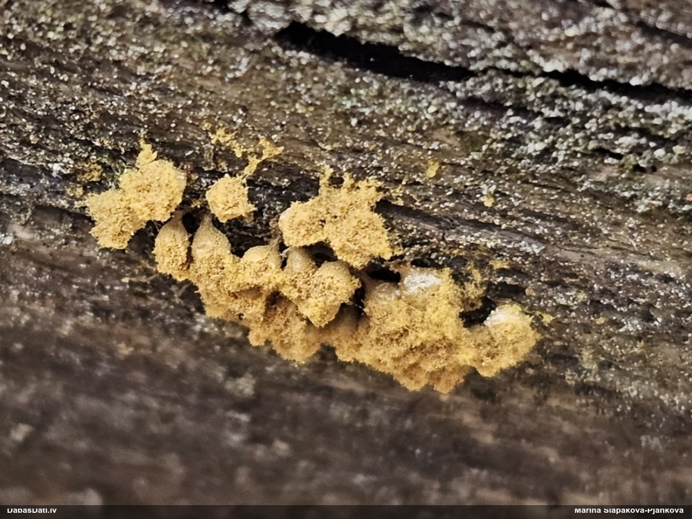 Trihija, hemitrihija (nenoteikta)