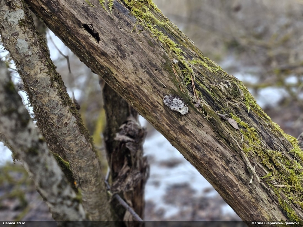 Ragansviests (nenoteikts)