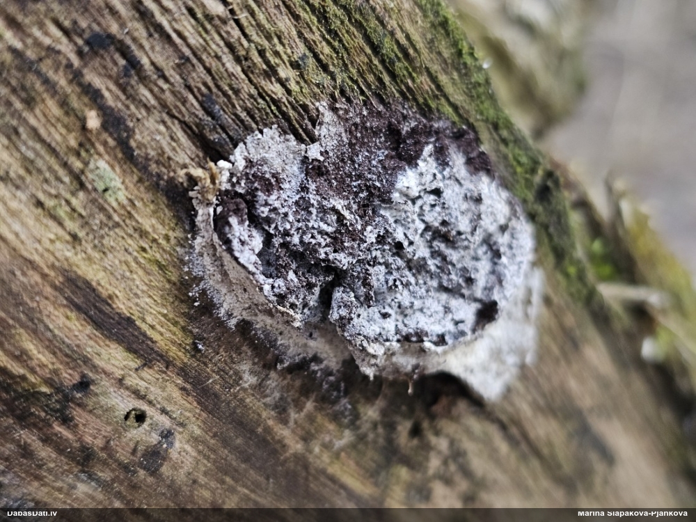 Ragansviests (nenoteikts)