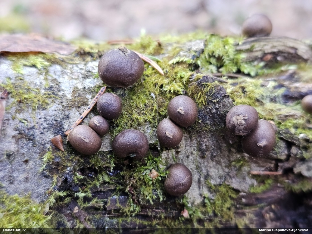 Koksnes vilkpienaine