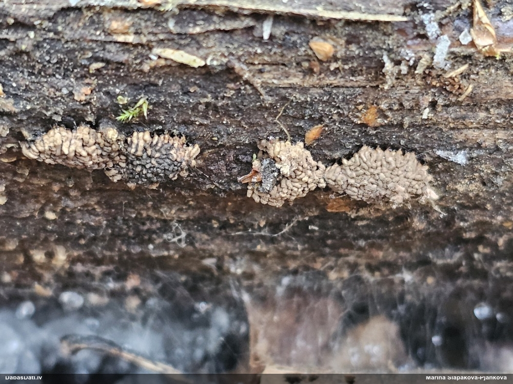 Arcīrija (nenoteikta)